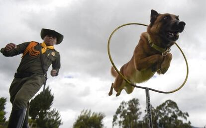 Un perro salta a través de un aro durante una sesión de entrenamiento en la Escuela de Guías y Entrenamiento Canino (ESGAC) del municipio de Facatativa, departamento de Cundinamarca (Colombia).