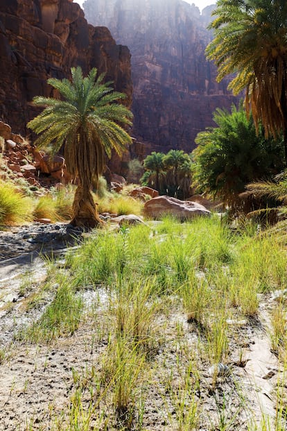 Wadi Dissah (también conocido como Wadi Qaraqir), en la región de Tabuk.