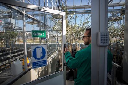 El ingeniero agrícola Miguel Román, en el invernadero de alta seguridad del Instituto de Agricultura Sostenible, en Córdoba.