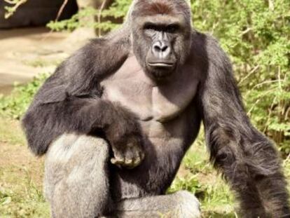 Para o primatologista Frans de Waal, o gorila sacrificado em Cincinnati, nos EUA, depois de um menino cair no seu fosso mantinha uma atitude “acima de tudo protetora”