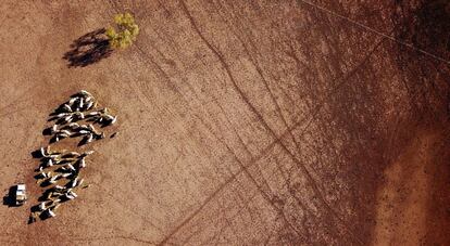 May McKeown alimenta a su ganado en Walgett, en Nueva Gales del Sur (Australia).