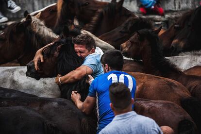 Un hombre intenta domar un caballo salvaje durante A Rapa das Bestas en A Estrada (Pontevedra).