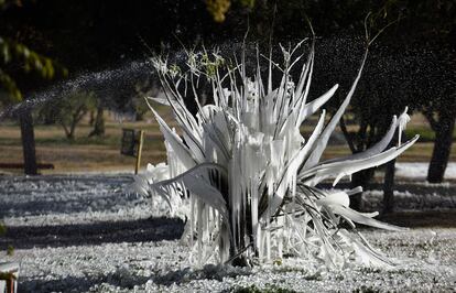 Un arbusto congelado en Ciudad Juárez, en el Estado norteño de Chihuahaua, el pasado 23 de diciembre.