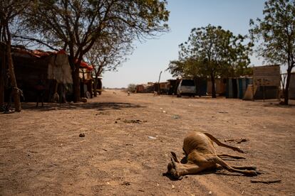 Uno de los tantos animales muertos de sed en la comunidad de Ceel-Dheere, en Somalia.