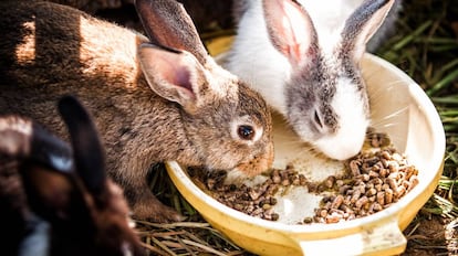 Dos conejos comiendo.