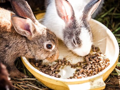 Dos conejos comiendo.
