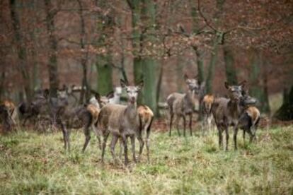 Ciervos en el bosque de Dyrehave, al norte de Copenhague.