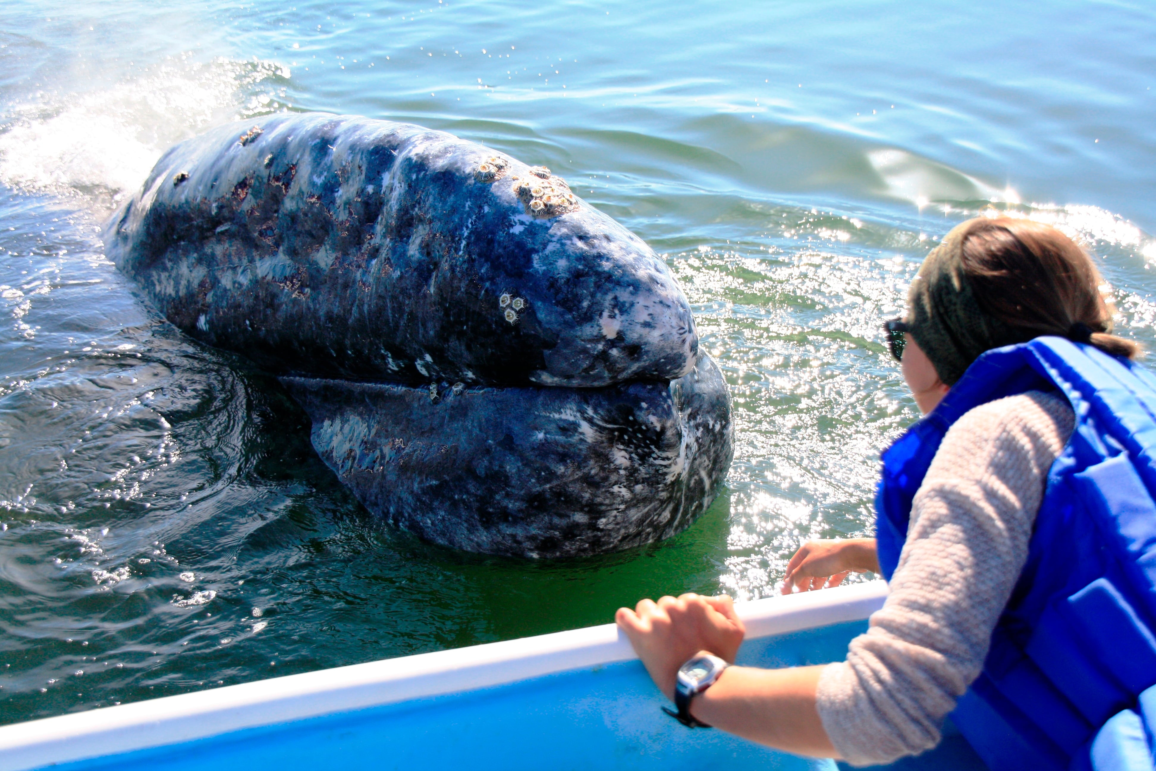 La profesora gallega Laura Otero frente a una ballena gris que se acercó al barco en el que trabajaba como guía de cetáceos en Baja California (México), en 2016.