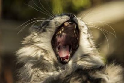 'Smokey', creyéndose el león de la Metro.