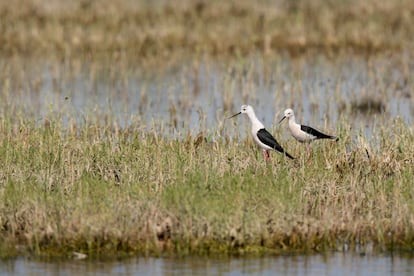 Cigüeñuelas llegadas de África crían en un rincón del delta del Llobregat.