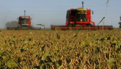 Plantación de soja en la localidad de Olivera, periferia de Buenos Aires.