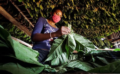 Plantación de tabaco en Viñales, al oeste de Cuba.