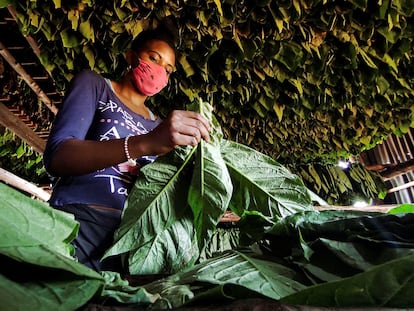 Plantación de tabaco en Viñales, al oeste de Cuba.