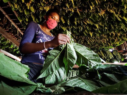 Uma mulher trabalha em uma plantação de tabaco em Viñales, ao oeste de Cuba.