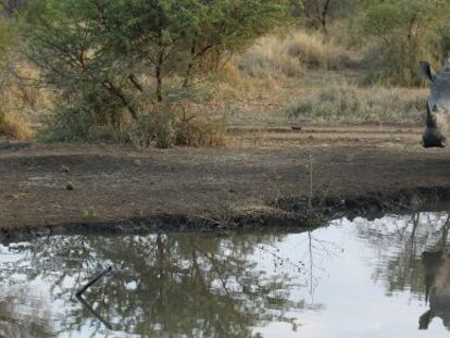 Rinoceronte en la reserva privada Eden&iacute; Game, en Sud&aacute;frica. 