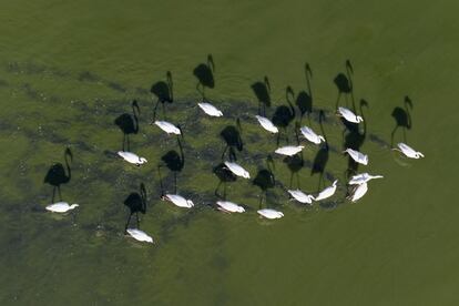 Grupo de flamencos en la marisma de Doñana.