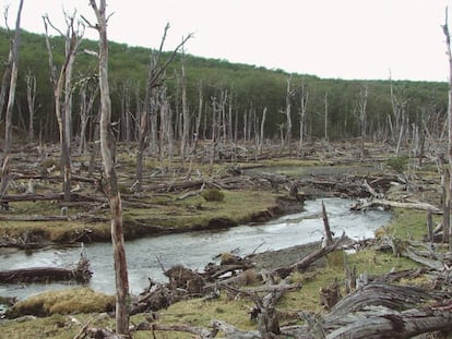 Bosque destruído pelos castores