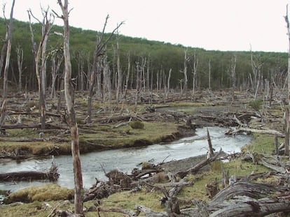 Bosque destruído pelos castores