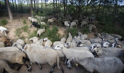 El ramat que pastura a prop de Castelldefels provoca molèsties, segons els veïns