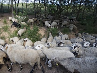 El ramat que pastura a prop de Castelldefels provoca molèsties, segons els veïns