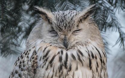 Un búho real durmiendo la siesta en el zoo Tiepark de Berlín.