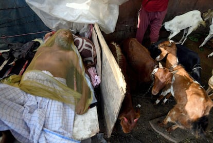 Un vendedor descansa tapado con una mosquitera junto a sus corderos, el 21 de agosto de 2018, en Nueva Delhi, India.