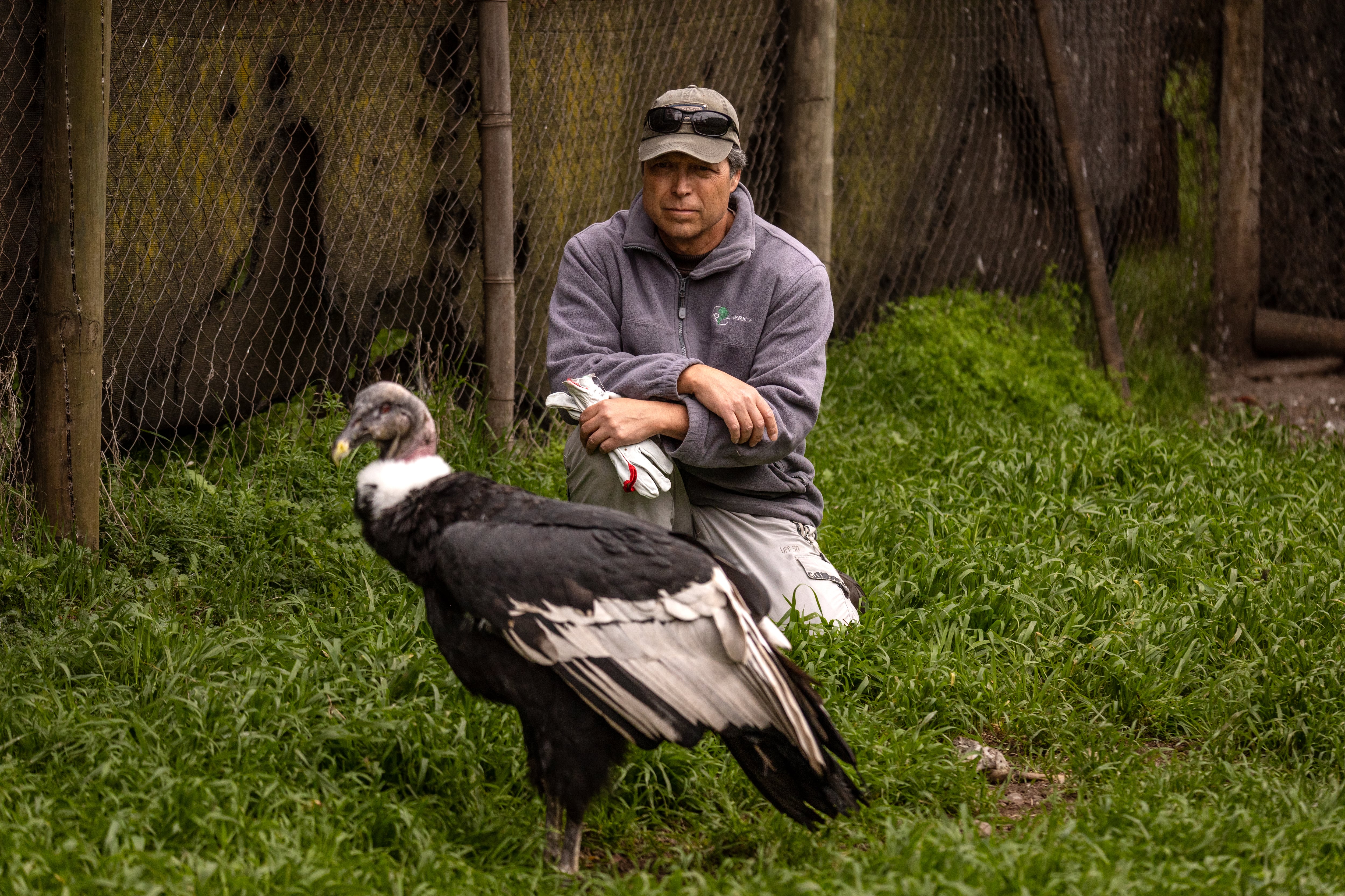 Eduardo Pavez, guardián del cóndor andino y motor de la liberación de un centenar de ejemplares en la naturaleza