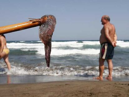 Una medusa recogida del agua con un palo en la playa de la isleta del Moro, Almería, en 2006.