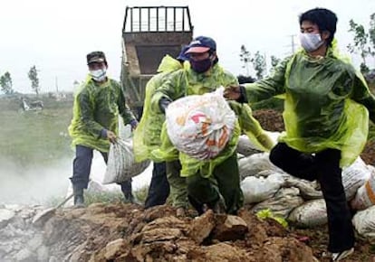 Trabajadores sanitarios de Vietnam arrojan bolsas repletas de pollos a una zanja, a la que prenderán fuego.