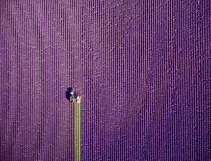 <a href="https://www.instagram.com/jcourtial/?hl=es">Jerome Courtial</a>, un francés de 39 años afincado en Londres, viajó a Valensole con la esperanza de capturar una imagen que no fuese la tradicional, "con el atardecer de fondo", según contó a <a href="http://www.dronestagr.am/">Dronestagram</a>. Esperó pacientemente al momento en que el tractor comenzase a crear un patrón sobre la tierra. Esa imagen le ha valido el primer premio en la categoría Naturaleza.