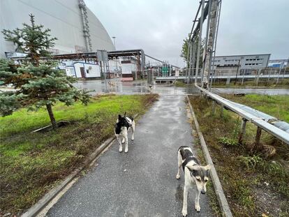 Alrededor de la central (en la imagen el sarcófago que protege el reactor que estalló) hay al menos 132 perros asilvestrados.