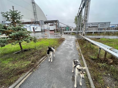 Alrededor de la central (en la imagen el sarcófago que protege el reactor que estalló) hay al menos 132 perros asilvestrados.