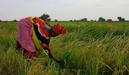 Una campesina recoge arroz en los campos de Lerabé.