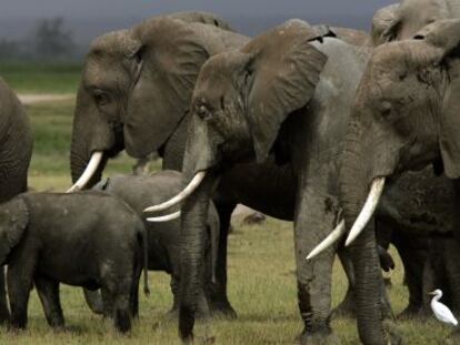 Unos cazadores furtivos utilizan cianuro para matar 41 elefantes en Zimbabue