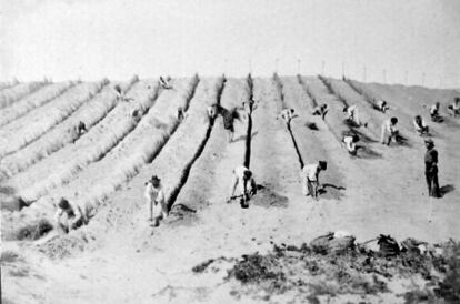 Imagen de 1902, en Guardamar de Segura (Alicante), de una brigada de obreros plantando líneas de matas de barrón para defender el suelo de los vientos.