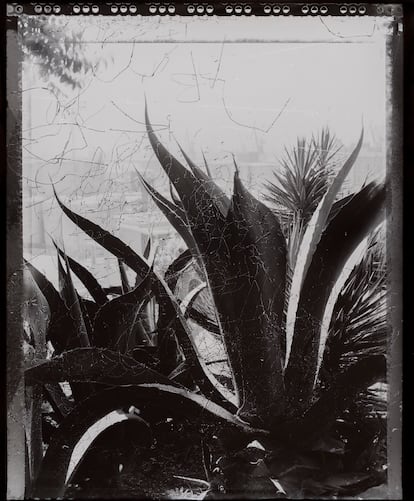Joan Fontcuberta es uno de los fotógrafos españoles con presencia en la exposición. En la imagen, 'Agave Ferox', de 1988. Fontcuberta tomó la foto de esta planta y después frotó el papel contra ella. 