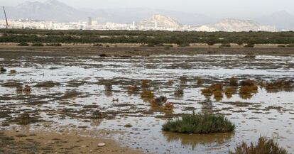 Una vista del humedal de Agua Amarga, junto al aeropuerto alicantino de l&rsquo;Altet. 