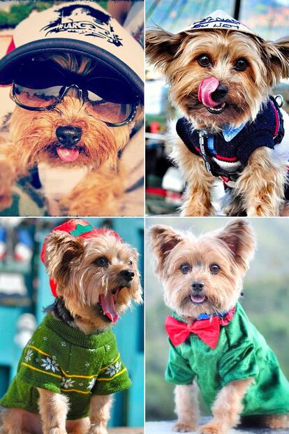 Kintai es un yorkshire terrier de 8 años amante de los complementos. Las gafas de sol, los sombreros y las pajaritas decoran sus looks a base de jerseys o camisas. Sus más 8.700 seguidores de Instagram son testigos de su ajetreada vida en el mar o la montaña.