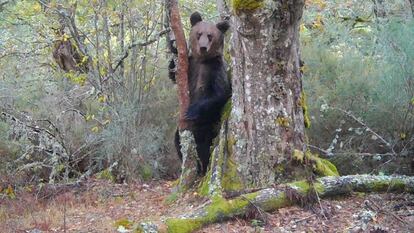 Oso Pardo en el parque de O Invernadeiro (Ourense) en una imagen captada por fototrampeo durante el rodaje del filme 'Montaña ou morte'.