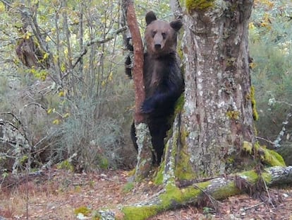 Oso Pardo en el parque de O Invernadeiro (Ourense) en una imagen captada por fototrampeo durante el rodaje del filme 'Montaña ou morte'.