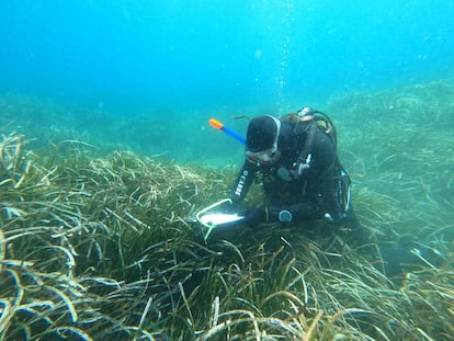 Un investigador estudia una pradera de Posidonia. Imagen cedida por SUBMON