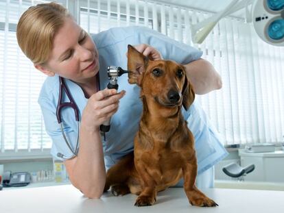 Los veterinarios piden recuperar el IVA reducido