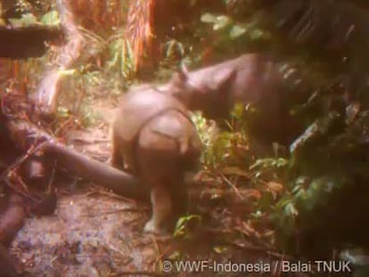 Rinocerentes de Java en el Parque Nacional de Ujung Kulon, Indonesia (I)