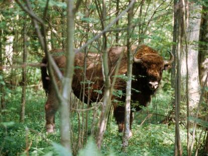 Bisontes en el bosque de Bialowieza.