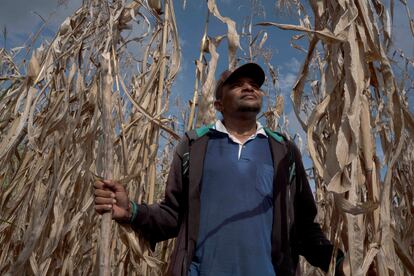 Corn is one of the main crops of the quilombos, both for livestock and human consumption. One of the traditional dishes of the quilombos is corn flour polenta. In the photo, a farmer is seen in the quilombo of Custaneira.