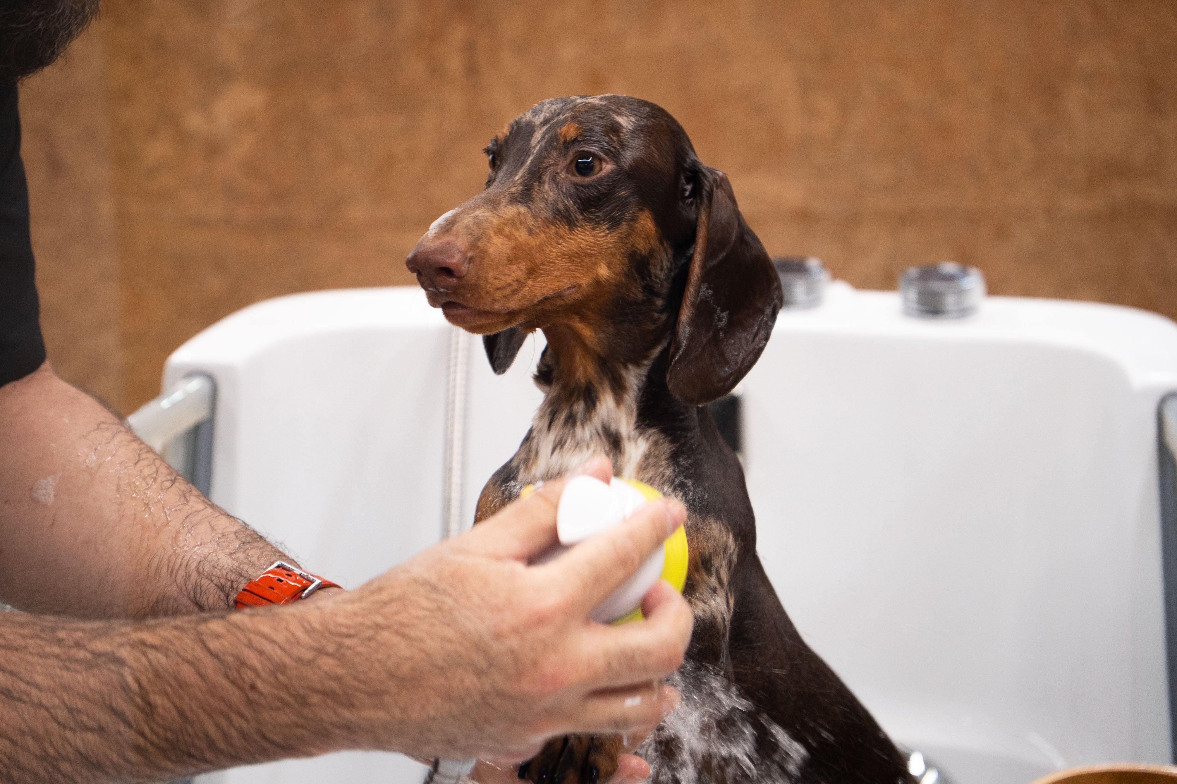 Uno de los clientes de la peluquería de mascotas Contigo Cuidados, en Madrid, durante su sesión de 'spa'.