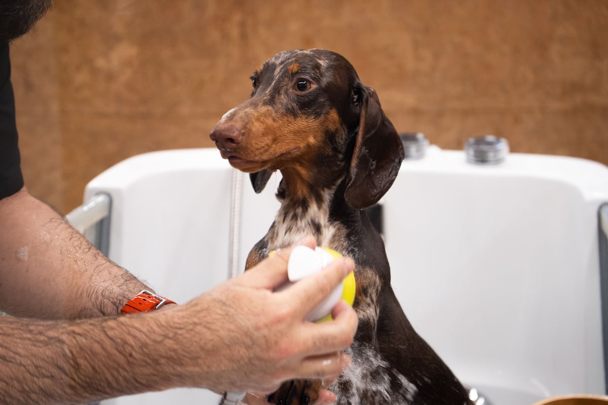 Así es el mundo de las peluquerías para perros y gatos, donde hay clientes que pagan 100 euros al mes en tratamientos