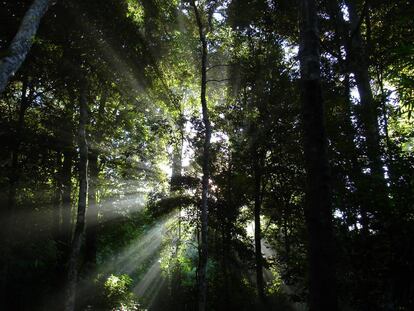 El santuario de Keo Seima, en Camboya, es uno de los lugares donde apenas hay rastro de las acciones humanas.