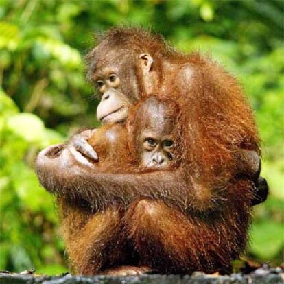 Orangutanes en el Centro de Rehabilitación de Sepilok, en Malaisia.