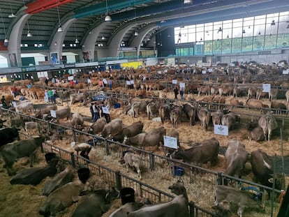 Certamen de ganado en San Agustín (Asturias), el pasado 25 de agosto.